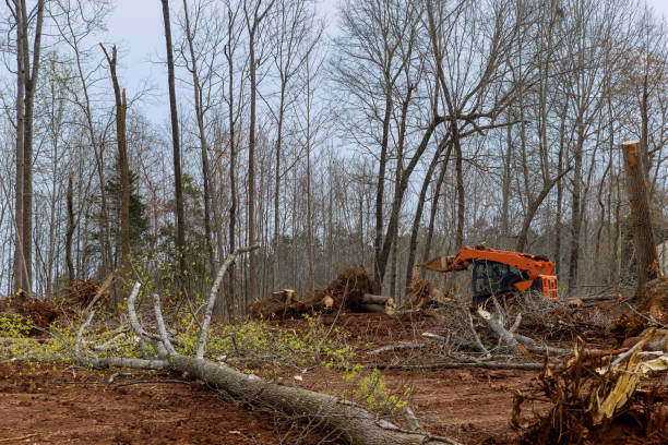 Best Hazardous Tree Removal  in USA