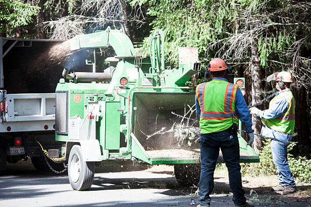 Best Residential Tree Removal  in USA